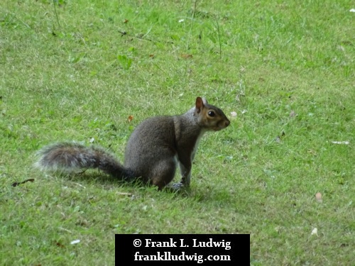 Phoenix Park, Dublin